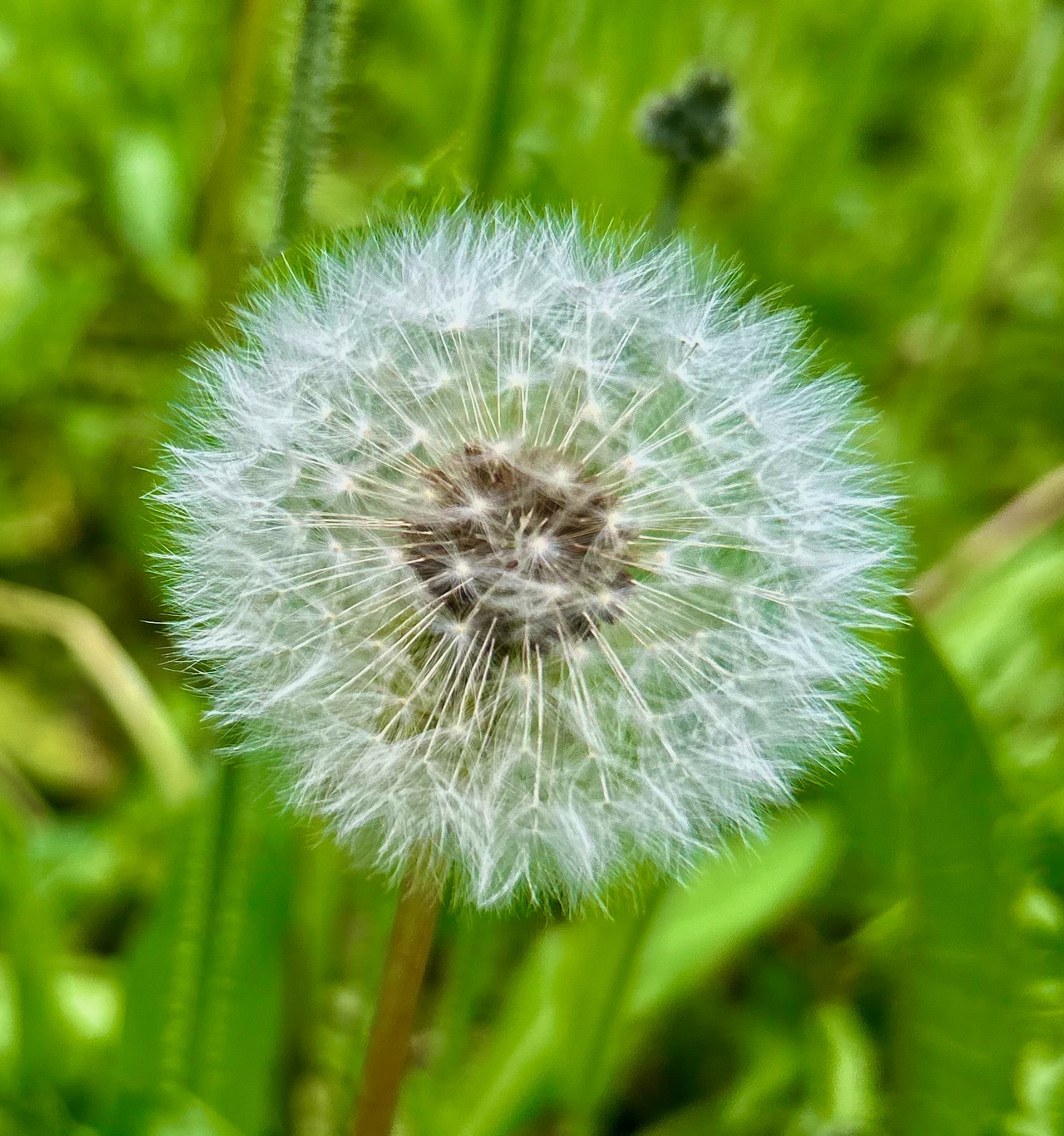 This is a photographic image (taken by H. Tsun Haggarty and used with permission) of a dandelion seed head, a corona of white parachutes still attached to the tiny, dark seeds.